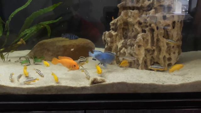 цихлиды едят замороженную икру