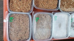 Посев и пикировка петунии. Будни Петунщика: выпуск 48