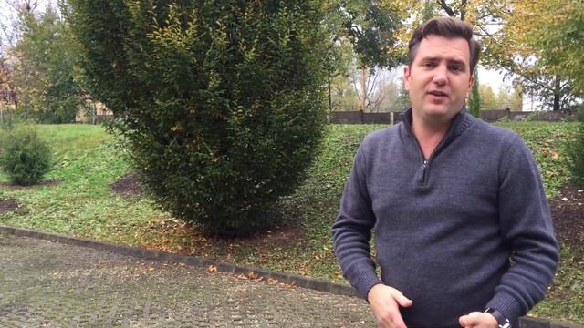 Oszlopos gyertyán - Carpinus betulus 'Fastigiata' смотреть онлайн