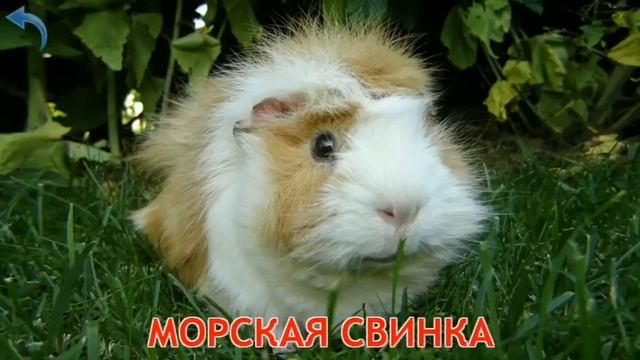 Карточки Домана Часть 1 Домашние животные