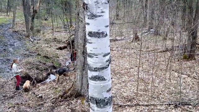 Les filles et les chiens vue de la cache смотреть онлайн