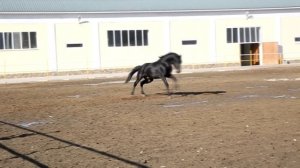 Карачаевские лошади, пожалуй самые красивые лошади в мире.Карачаевская порода лошадей,ООО Карплемхо