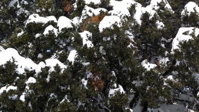 Morocco : Ifrane & the middle Atlas смотреть онлайн