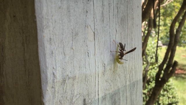 The Silver Lining of Giant Wasps смотреть онлайн