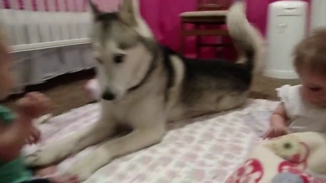 хаски развлекает близнецов смотреть онлайн