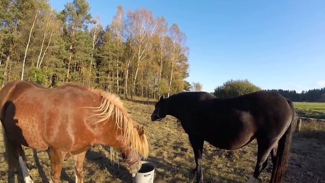 Наши лошади. Часть 2. Кузя. смотреть онлайн