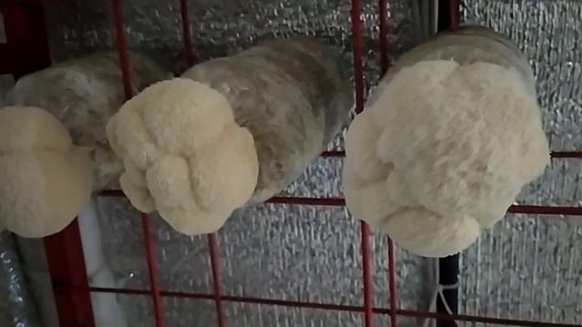 Гериций/Ежевик гребенчатый смотреть онлайн