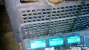 Вес нутрий в 5 месяцев.вес чистой тушки.