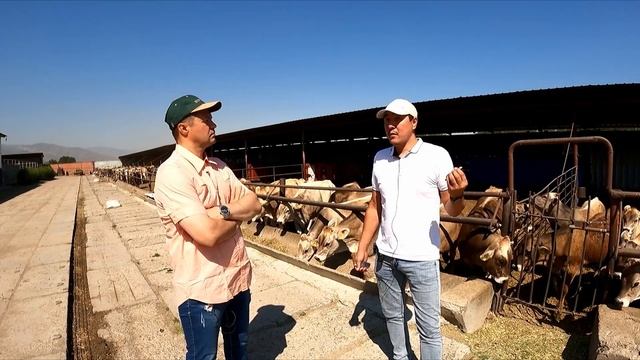 Чем живет молочный бизнес в Казахстане: генетика КРС, борьба с жарой, рацион, надои и привесы смотреть онлайн