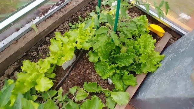 Этот день не забуду! Теплица Маруся прошла испытание? смотреть онлайн