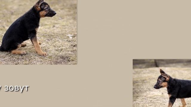 Презентация щенков немецкой овчарки смотреть онлайн