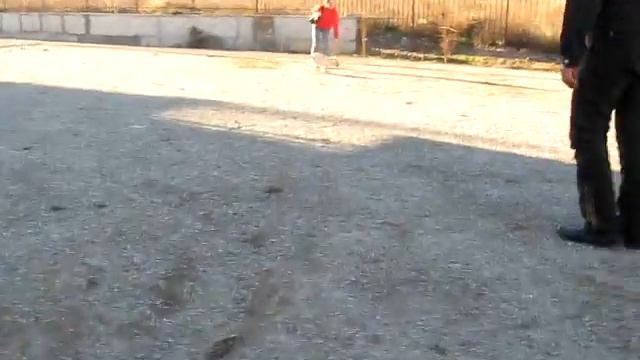 лабрадор 4 мес