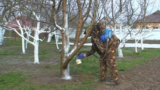 Побелка деревьев. Секрет в побелке, которая долго сохраняется. смотреть онлайн