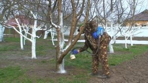 Побелка деревьев. Секрет в побелке, которая долго сохраняется.