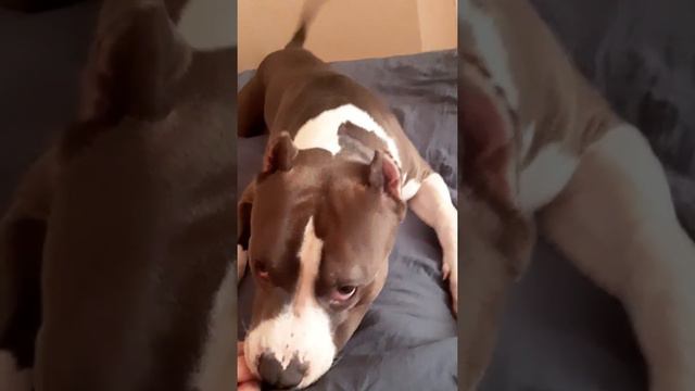 Амстафф 1 год | Чего Хоть Делаете? | Стаффорд | Amstaff one year | Staffy смотреть онлайн