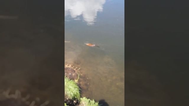 Водяная крыса смотреть онлайн