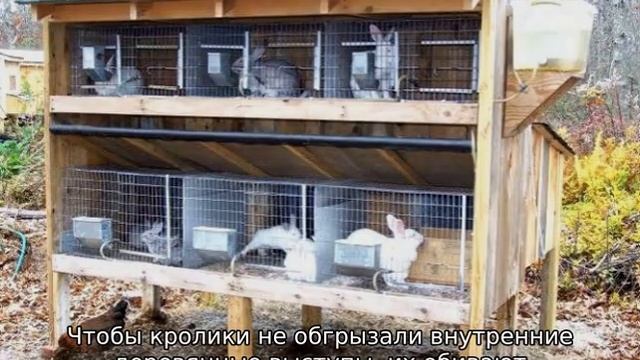 Почему кролики грызут клетки и что делать смотреть онлайн