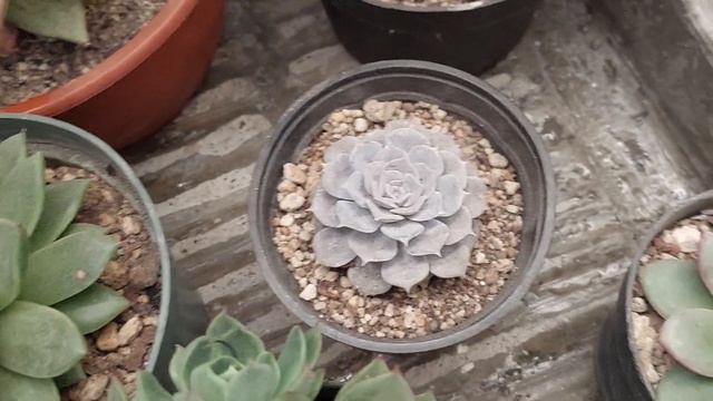 CÓMO REGAR TUS SUCULENTAS EN INVIERNO смотреть онлайн