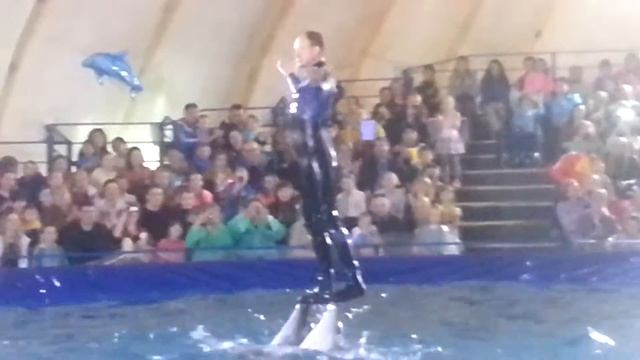 Как поют дельфины/ дельфинарий/Абакан смотреть онлайн