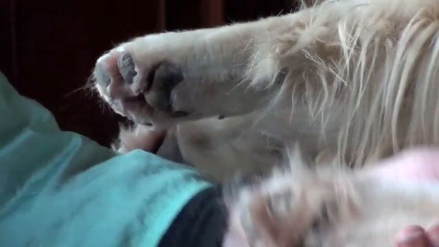 Golden Retriever Grooming-1/Стрижка Золотистого (голден) ретривера