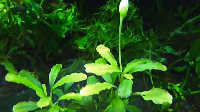 Bucephalandra Black Mist смотреть онлайн