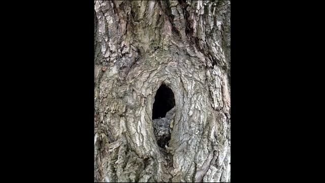 Поющий дуб в Задонске. смотреть онлайн