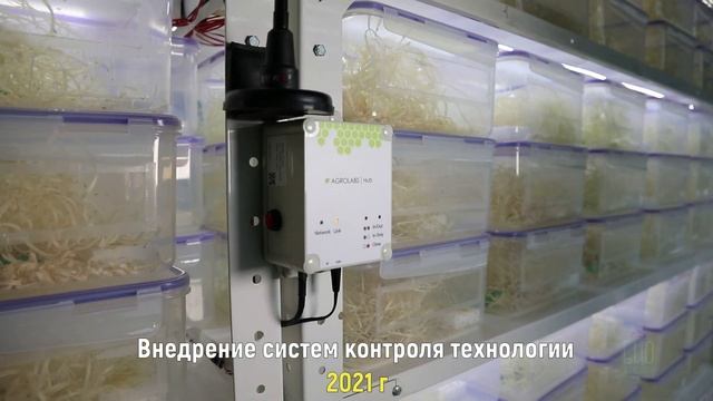 СЕКРЕТНО! Выращивание и собор хищного клопа Macrolophus pygmaeus? смотреть онлайн