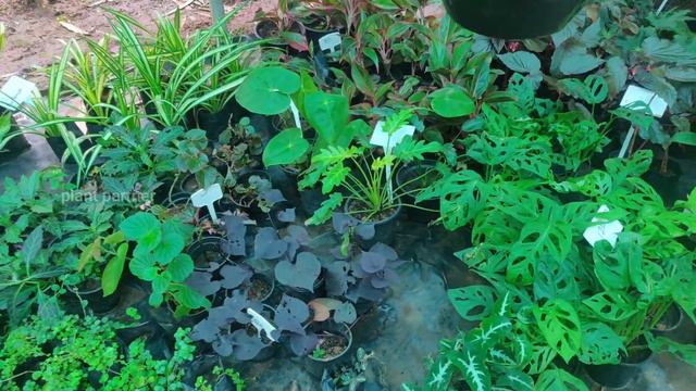 Nursery Visit || കുറഞ്ഞ വിലയിൽ ഒരു കുഞ്ഞു നഴ്സറി || Nursery visit including rates || plant partner смотреть онлайн