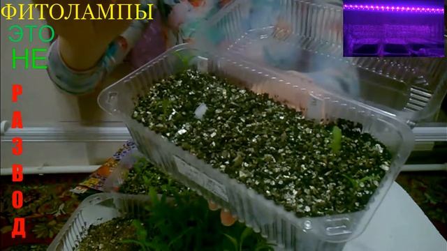 Фитолампы - это не развод смотреть онлайн