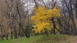 РЯБИНА  И  БЕРЁЗА