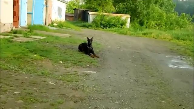 Доберман. Прогулка с раздражжжителями ... смотреть онлайн