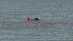 Ньюфаундленд . Все о породе от А до Я