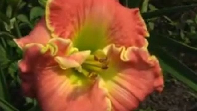 Лилейник daylily LESLIE RENEE смотреть онлайн