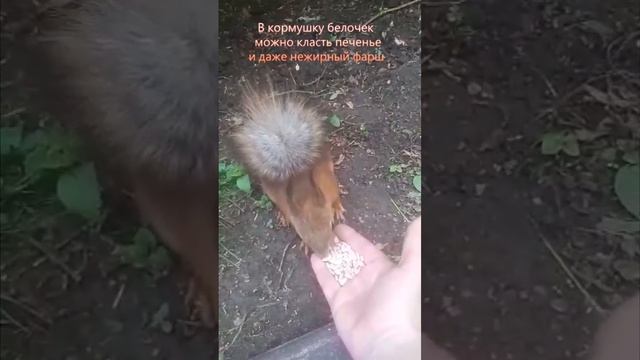Чем можно кормить белочек в парке смотреть онлайн