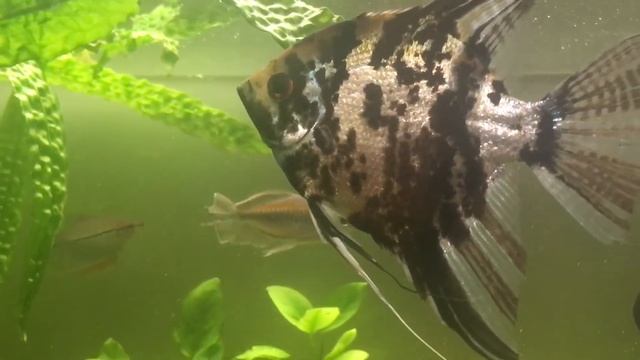 Скалярия , которая живет с гурами ? смотреть онлайн