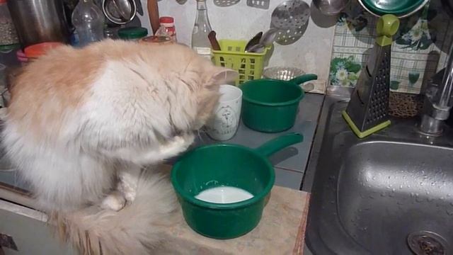Кошка пьёт молоко лапой ))) смотреть онлайн
