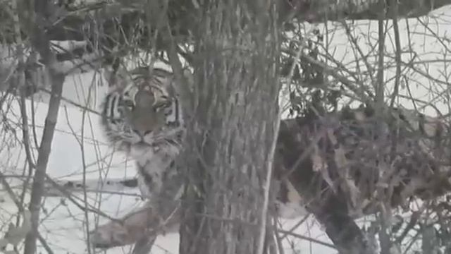 Тигр в дикой природе России смотреть онлайн