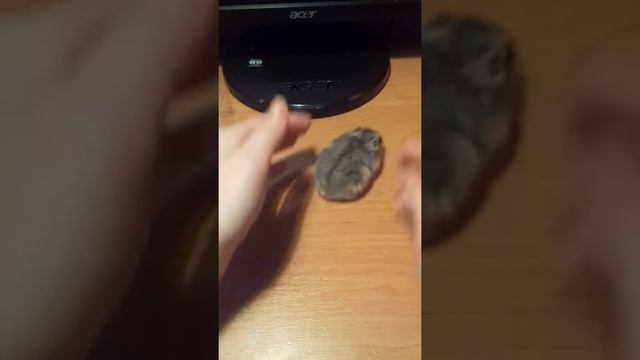 Знакомство?как не боятся брать хомяка на руки ?