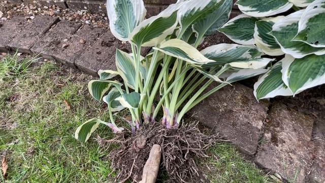 ХОСТА размножение делением куста. Хоста 2022 смотреть онлайн