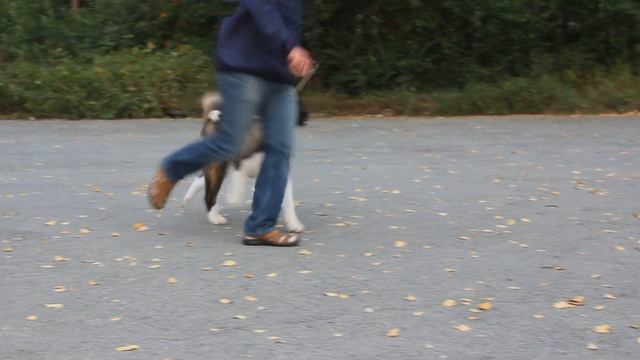 Кобра 7 мес. смотреть онлайн