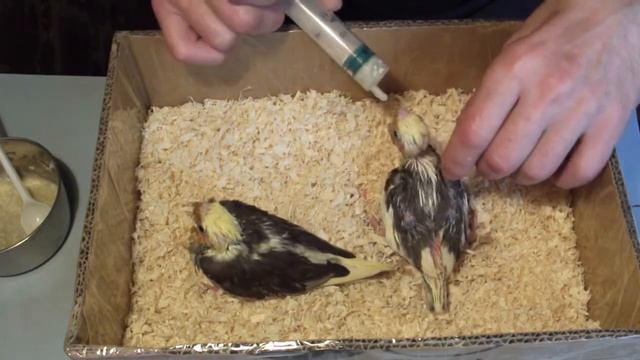 Как кормить птенца попугая. Как выкормить выкормыша попугая. смотреть онлайн