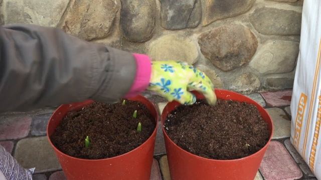 ТЮЛЬПАНЫ в КОНТЕЙНЕРАХ .  ПЕРВАЯ ПОДКОРМКА