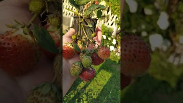 Во время обработки саженцев клубники "Первоклассница", обнаружила такую красоту??? смотреть онлайн