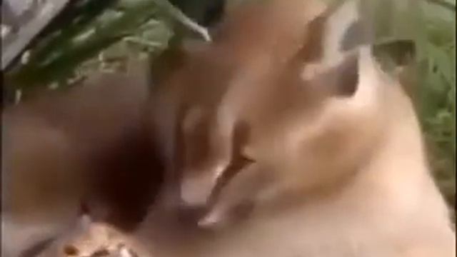 Рысь и рысенок зевают смотреть онлайн