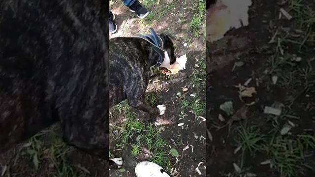 стаф ест шаурму))