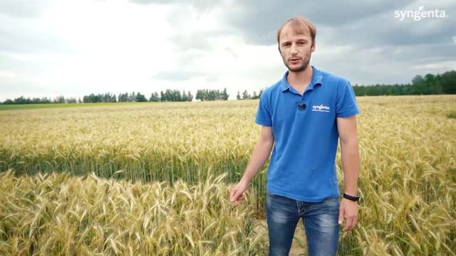 Секретный продукт Сингента на зерновых культурах. смотреть онлайн