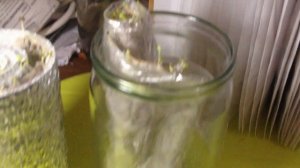 Пять способов посева Базилика.  Часть 2.  Прорастание семян