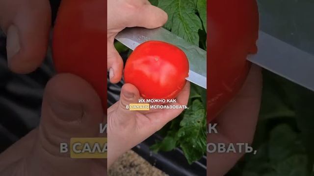 Урожайный крупноплодный томат для выращивания в теплице. Томат для маринования. смотреть онлайн