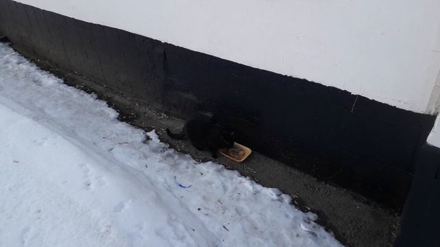 Коты весну встречают! смотреть онлайн