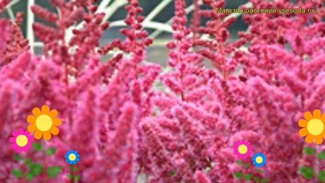 Астильба китайская Вижионс ин Ред. Краткий обзор, описание характеристик, где купить рассада смотреть онлайн